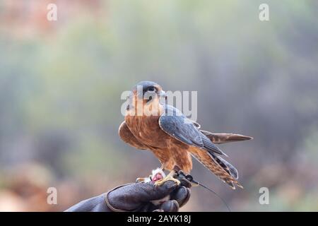 Un Hobby australiano (Falco longipennis) con il suo gestore di uccelli in uno spettacolo di uccelli, Australia Foto Stock