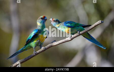 Due Ringlee Ringnecks (Barnardius barnardi) appollaiati su un ramo, Gluepot Reserve, Australia del Sud, Australia Foto Stock