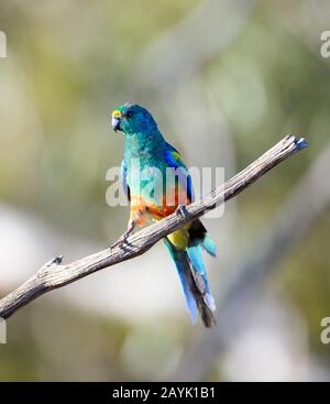 Vista frontale di un pulga Parrot (Psephotus varius) appollaiato su un ramo, Gluepot Reserve, Australia del Sud, Australia Foto Stock