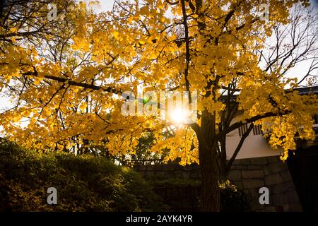 Sole Flare Spot Shining Attraverso Le Ramificazioni E Foglie Dell'Albero Di Ginkgo A Osaka, Giappone Foto Stock