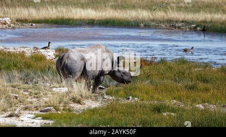 Rinoceronte bianco che cammina verso un buco d'acqua, il Parco Nazionale di Etosha, Namibia, Africa. Foto Stock