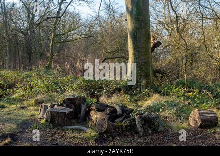 Woodland at Haigh Hall è una storica casa di campagna a Haigh, Metropolitan Borough of Wigan, Greater Manchester, Foto Stock