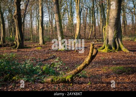 Woodland at Haigh Hall è una storica casa di campagna a Haigh, Metropolitan Borough of Wigan, Greater Manchester, Foto Stock