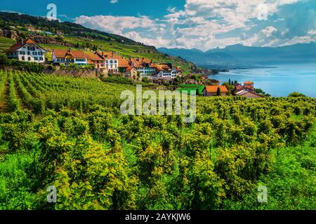 Mirabile vigneto terrazzato con il Lago di Ginevra sullo sfondo. Luogo fantastico con vigneti e filari di vite nella regione vinicola di Lavaux, vicino al villaggio di Chexbres, Foto Stock