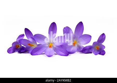 Fila di fiori viola di primavera croco in piena fioritura isolato su sfondo bianco Foto Stock