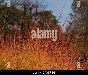 Bella mostra di cornus o dogwood fiamma invernale Foto Stock