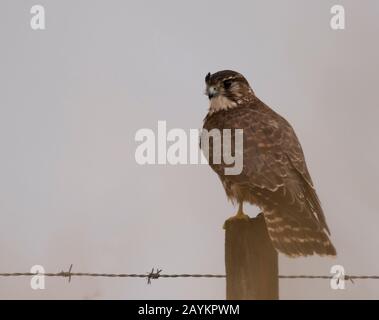 Una femmina selvatica Merlin (falco columboarius) arroccato su palo di legno scansione per la preda, Northumberland Foto Stock