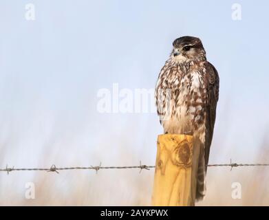 Una femmina selvatica Merlin (falco columboarius) arroccato su palo di legno scansione per la preda, Northumberland Foto Stock