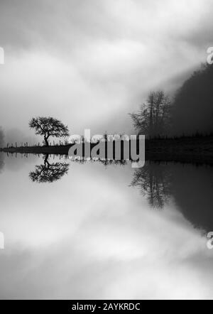 Albero specchiato su un mattino nuvoloso e nebbioso Foto Stock