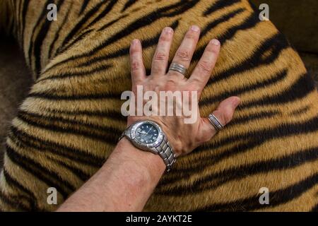 La mano turistica sulla tigre adulta dal vivo in Tiger Kingdom, Chiang mai, Thailandia. Foto Stock