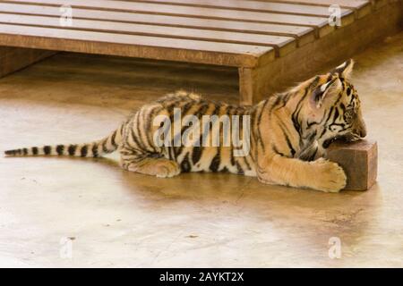 Cub Tigre Nel Regno Della Tigre, Chiang Mai, Tailandia. Foto Stock