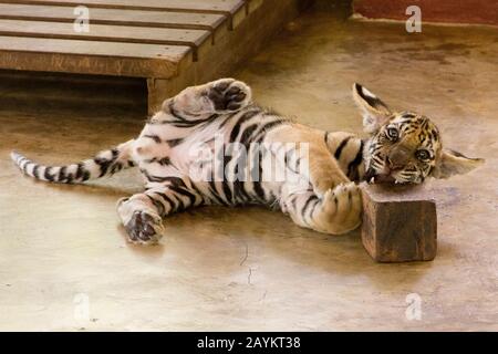 Cub Tigre Nel Regno Della Tigre, Chiang Mai, Tailandia. Foto Stock