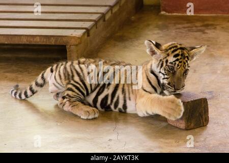 Cub Tigre Nel Regno Della Tigre, Chiang Mai, Tailandia. Foto Stock