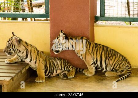 Tigre Cubs In Tiger Kingdom, Chiang Mai, Thailandia. Foto Stock