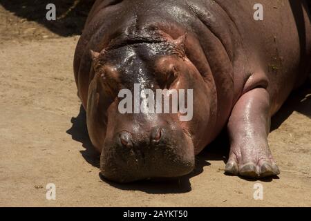 Hippopotamus a Chiang mai zoo, Thailandia. Foto Stock