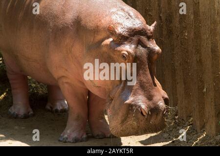 Hippopotamus a Chiang mai zoo, Thailandia. Foto Stock
