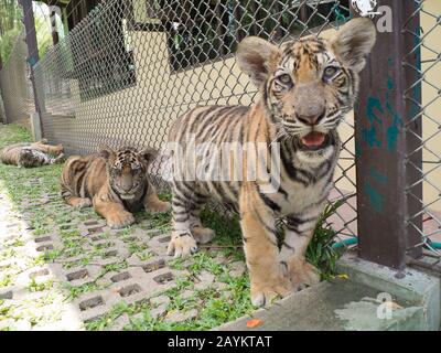 Cub Tigre Nel Regno Della Tigre, Chiang Mai, Tailandia. Foto Stock