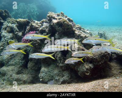 Pesce di capra di Yellowstripe (Mulloidichthys flavolineatus) Che Prende in Mar Rosso, Egitto. Foto Stock