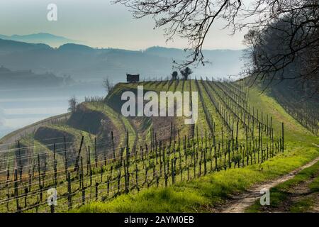 Vigneti del Kaiserstuhl in Germania in inverno Foto Stock