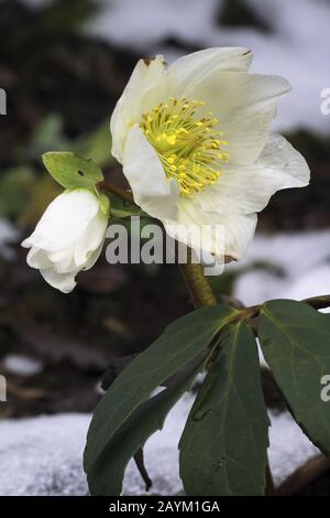 Gewöhnliche Christrose, Helleborus niger ssp. Niger Foto Stock