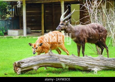 Pascolo maschio e femmina Africa occidentale Sitatunga, Tragelaphus spekei gratus durante la stagione di allevamento Foto Stock