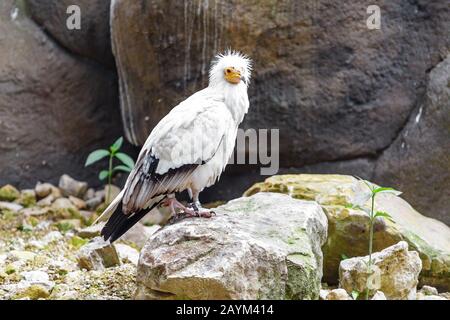 Uccello di Vulture egiziano seduto sulla roccia in zoo Foto Stock