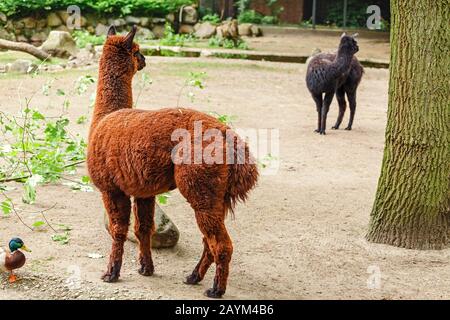 Due Llama al pascolo al tempo di alimentazione nello Zoo Foto Stock