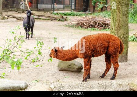 Due Llama al pascolo al tempo di alimentazione nello Zoo Foto Stock