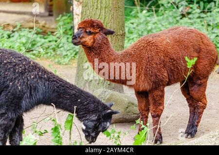 Due Llama al pascolo al tempo di alimentazione nello Zoo Foto Stock