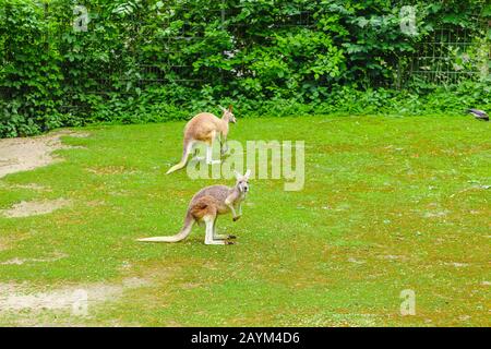 Kangaroo pascolare su erba verde nello Zoo Foto Stock