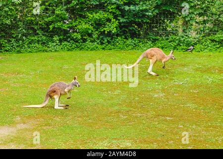 Kangaroo pascolare su erba verde nello Zoo Foto Stock