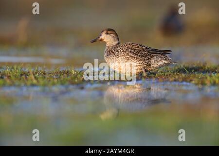 Una femmina adulta Common o Eurasian Teal (Anas crecca) su una palude sulla costa settentrionale di Norfolk, Regno Unito Foto Stock