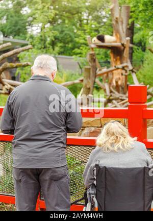 Gli ospiti più anziani dello zoo guardano un panda gigante addormentato su un albero Foto Stock