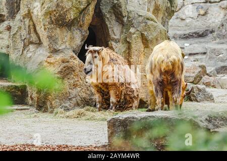 Il takin tibetano è una sottospecie di antilope di capra nello Zoo Foto Stock