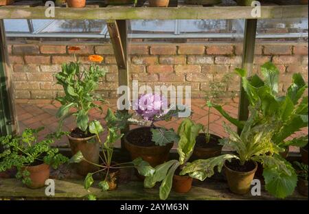 Esposizione Di Vasi Di Fiori di Terracotta d'epoca con erbe E Verdure Biologiche Coltivate in casa Che Crescono su un ripiano di legno All'Interno di Una Serra, Devon, Inghilterra, Regno Unito Foto Stock