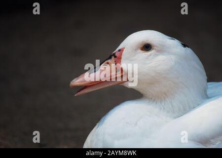 Closeup di un'anatra bianca su sfondo sfocato. Ave de Corral con bonito plumaje blanco Foto Stock