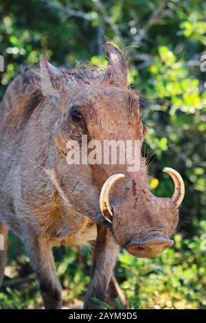 Warthog comune, savana warthog (Phacochoerus africanus), ritratto, Sud Africa Foto Stock