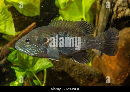 Pesce solare verde (Lepomis cianellus), nuoto, vista laterale Foto Stock