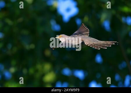 Cuculo eurasiatico (Cuculus canorus), volare, Grecia, Lago Kerkini Foto Stock