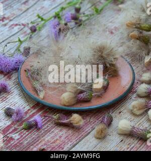 Thistle canadese, thistle strisciante (arvense cirsium), frutti con pappus, Germania Foto Stock