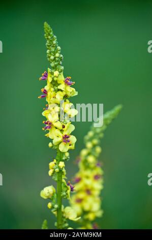 Nero (mullein Molène nigrum), fioritura, Germania Foto Stock