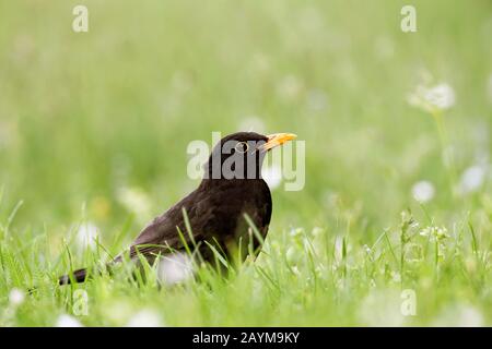 Blackbird (Turdus merula), uomo si trova in un prato, Germania, Baviera Foto Stock