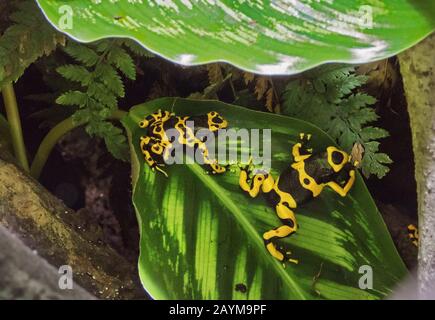 Rana di veleno con bande gialle, rana di veleno con bande gialle, frog di freccia di veleno con bumble bee (Dendrobates leucomelas), su una foglia Foto Stock