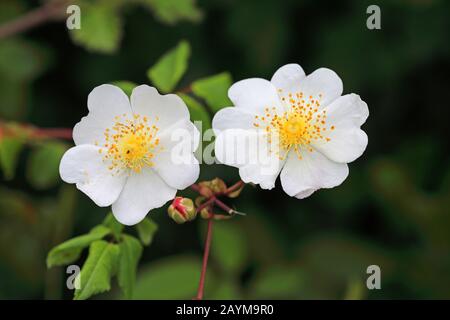 Rosa Evergreen (Rosa sempervirens), fiori, Montenegro, Parco Nazionale Skadarsee Foto Stock