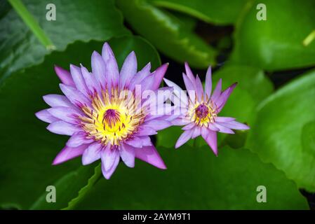 loto Egiziano, loto blu del nilo, giglio d'acqua blu (Nymphaea caerulea), giglio d'acqua in un hotel di lusso, Thailandia Foto Stock