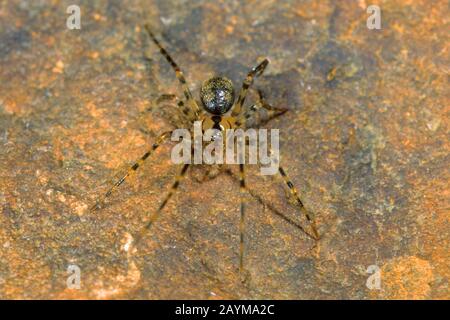 Il Celmar Spider (Nesticus cellulanus), con i piedi del pettine, si trova su una pietra, in Germania Foto Stock