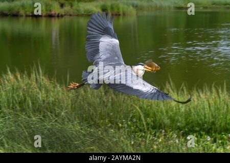 Airone grigio (Ardea cinerea), Crucian Carp, Norvegia, Troms Foto Stock