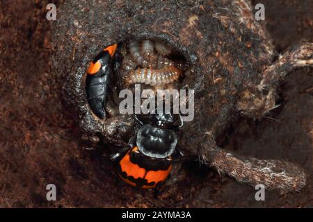 Scarabeo burying (Necrophorus vespilloides, Nicrophorus vespilloides), larvae in kadaver, Germania Foto Stock