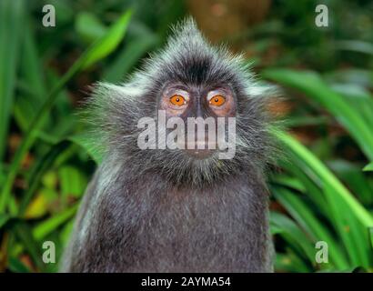 Scimmia a foglia dusky, langur spettacolare (Presbytis melalophos crucigera), morfo grigio, ritratto Foto Stock