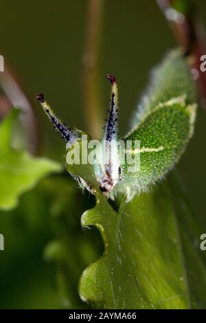 Imperatore Viola minore (Apatura ilia, Apatura barcina), caterpillar si nutre di tremante pioppo, Germania Foto Stock